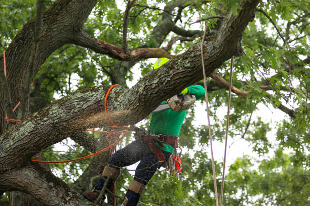 Best Tree Cabling and Bracing  in Dallas, GA